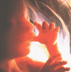 El Embarazo Adolescente